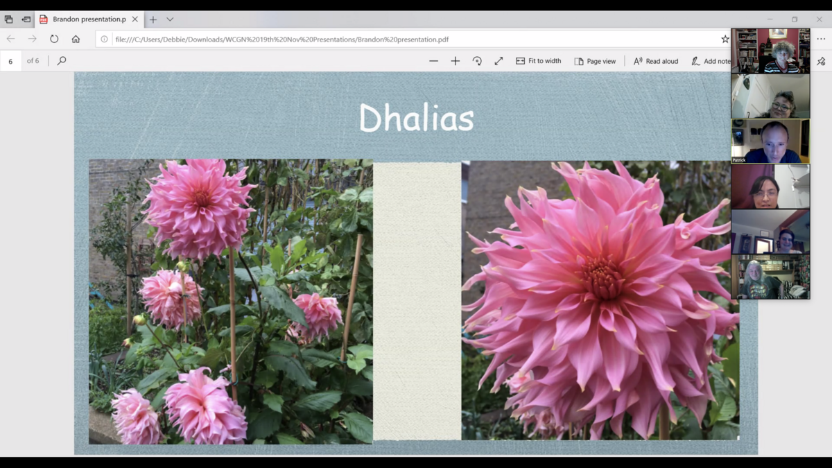 WCGN Brandon talk (dahlias) 19 Nov 2020 at 19.16.45